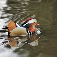 A close up of a Mandarin Duck photo