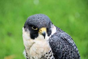 A close up of a Pergrine Falcon photo