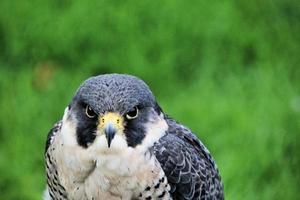 A close up of a Pergrine Falcon photo