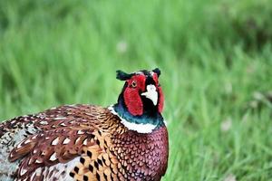 A close up of a Pheasant photo