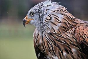 A close up of a Red Kite photo