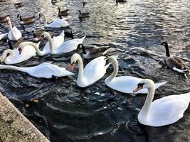A view of some Swans and Ducks at WWT Martin Mere photo