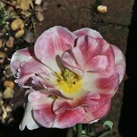 A close up of a Tulip photo