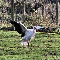 A close up of a White Stork photo