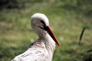 A close up of a White Stork photo