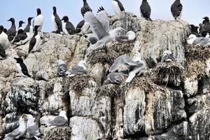 A view of a Kittiwake on Farne Islands photo