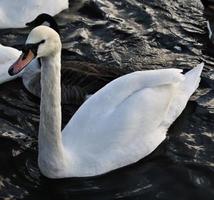 un primer plano de un cisne mudo foto