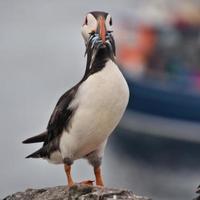 A view of a Puffin with Sand Eels on Farne Islands photo