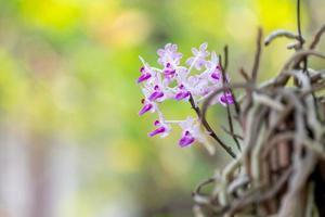 Small Orchid flower in orchid garden at winter or spring day. Orchid flower for postcard beauty and agriculture design. Beautiful orchid flower in garden, in full bloom in farm photo