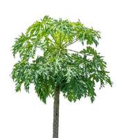 Papaya tree isolated on white background with clipping paths for garden design. Tropical economic crops that are easy to grow, yield fast photo