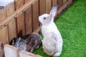 brown and white rabbit on green artificial grass in the midst of bright lights at a wildlife show photo