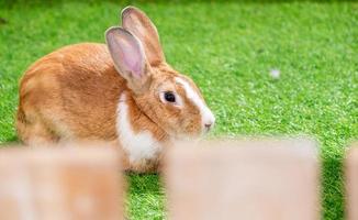 yellow and white rabbit on green artificial grass in the midst of bright lights at a wildlife show photo