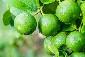 fruta de limón verde fresca colgando de una rama en el jardín de limoneros y concepto de comida saludable, grupo de limón, macro foto