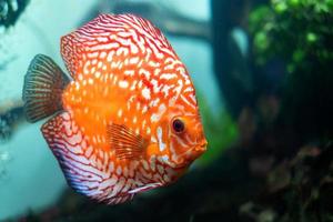 colorful discus ,pompadour fish are swimming in fish tank. Symphysodon aequifasciatus is American cichlids native to the Amazon river, South America,popular as freshwater aquarium fish. photo