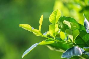 Fresh green bergamot leaf from branch with morning sunshine. bergamot tree garden and healthy food concept, macro photo