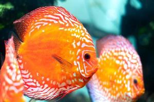 colorful discus ,pompadour fish are swimming in fish tank. Symphysodon aequifasciatus is American cichlids native to the Amazon river, South America,popular as freshwater aquarium fish. photo