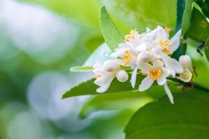 Lime flowers, lemon blossom on tree among green leaves blurred background. photo