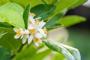 Lime flowers, lemon blossom on tree among green leaves blurred background. photo