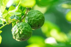 Fresh green bergamot fruit hanging from branch. bergamot tree garden and healthy food concept, group of bergamot, macro photo