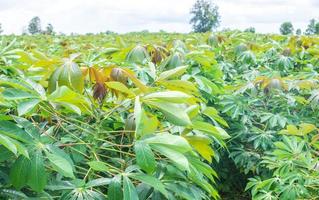 cassava, in cassava fields in the rainy season, has greenery and freshness. Shows the fertility of the soil, green cassava leaf photo