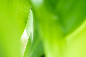 Nature view of green leaf on blurred greenery background in garden with copy space using as background natural green plants landscape, ecology, fresh wallpaper photo