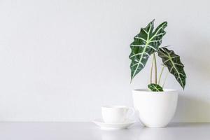 taza de café blanca y toro alocasia sanderiana o planta de alocasia sobre la mesa y fondo de pared blanca foto