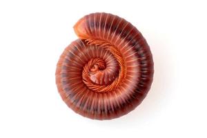 close-up of millipede curled up on the white background, See the legs of millipede in a hundred legs, macro photo