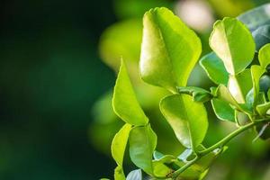 Fresh green bergamot leaf from branch with morning sunshine. bergamot tree garden and healthy food concept, macro photo