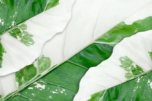 alocasia macrorrhizos hojas variegadas aisladas sobre fondo blanco con trazado de recorte foto