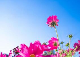 campo de flores rosadas o flor de aster mexicano con la luz azul del cielo del sol tome un buen ángulo foto