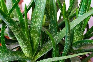 A close up of an Aloe vera plant at home. Aloe vera is a succulent plant species of the genus Aloe.