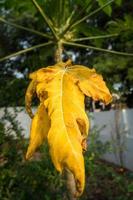 A dried up papaya leaf about to fall from a tree. An infected dead papaya tree leaf in an Indian garden. photo
