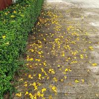 The falling yellow flowers spread on the cement floor.
