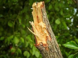 A close up shot of a Camphor tree stem cut horizontally exposing the inner wood. Cinnamomum camphora photo