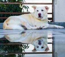 A mirror image of a white himalayan shepherd white dog reflecting from a roof puddle of water