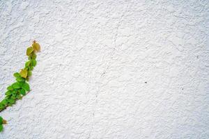 marco de pared de hierba verde vacío como fondo. rama de árbol con hojas verdes y hierba sobre fondo de pared de ladrillo blanco. foto