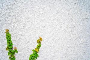 Empty green grass wall frame as background. Tree branch with green leaves and grass on white brick wall background. photo