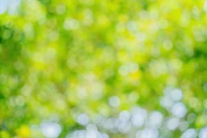 Sunny abstract green nature background. Abstract blur green color for background. Blur natural green leaves bokeh background photo