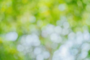 Sunny abstract green nature background. Abstract blur green color for background. Blur natural green leaves bokeh background photo