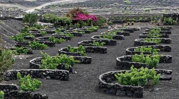 viñedos de arena negra en la geria, la región vinícola de lanzarote. islas canarias, españa foto