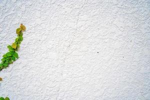 Empty green grass wall frame as background. Tree branch with green leaves and grass on white brick wall background. photo