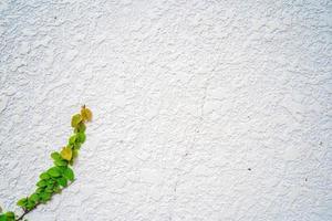 Empty green grass wall frame as background. Tree branch with green leaves and grass on white brick wall background. photo