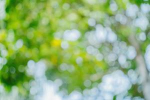 Sunny abstract green nature background. Abstract blur green color for background. Blur natural green leaves bokeh background photo