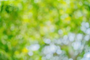 Sunny abstract green nature background. Abstract blur green color for background. Blur natural green leaves bokeh background photo