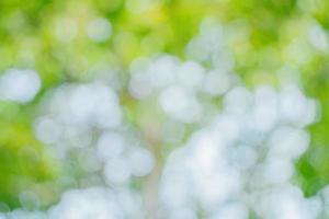 Sunny abstract green nature background. Abstract blur green color for background. Blur natural green leaves bokeh background photo