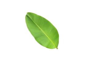 Banana leaf isolated on a white background with clipping path. photo