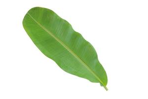 Banana leaf isolated on a white background with clipping path. photo