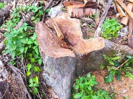 Tree stump after a tree was cut down in the park. The stump is surrounded by green grass and wood carcass photo