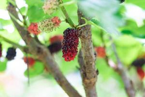 Fresh mulberry from the tree, ripe and unripe on the branch of tree. photo