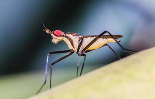 un pequeño insecto se parece a una mosca, en la rama del árbol, un fondo bastante borroso. foto